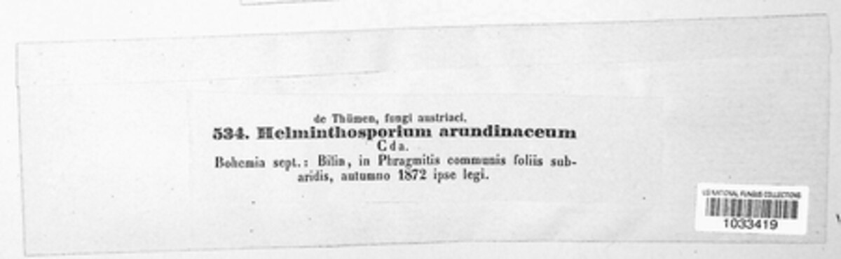 Utrechtiana arundinacea image